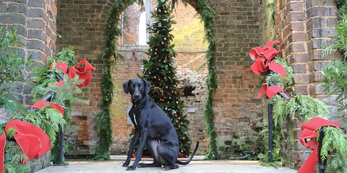 Dog friendly 2024 christmas getaways