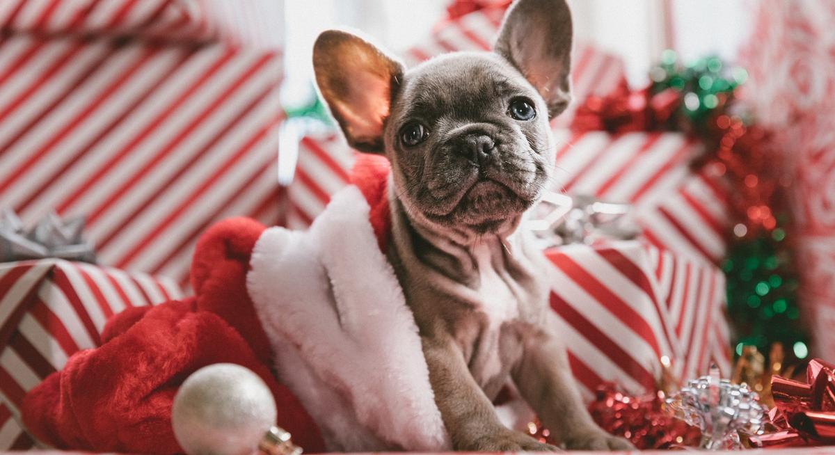 Christmas Gifts for Pet Owners