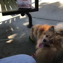 In-N-Out Burger restaurant view 1