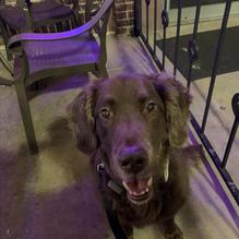 Moon Cricket restaurant view 1