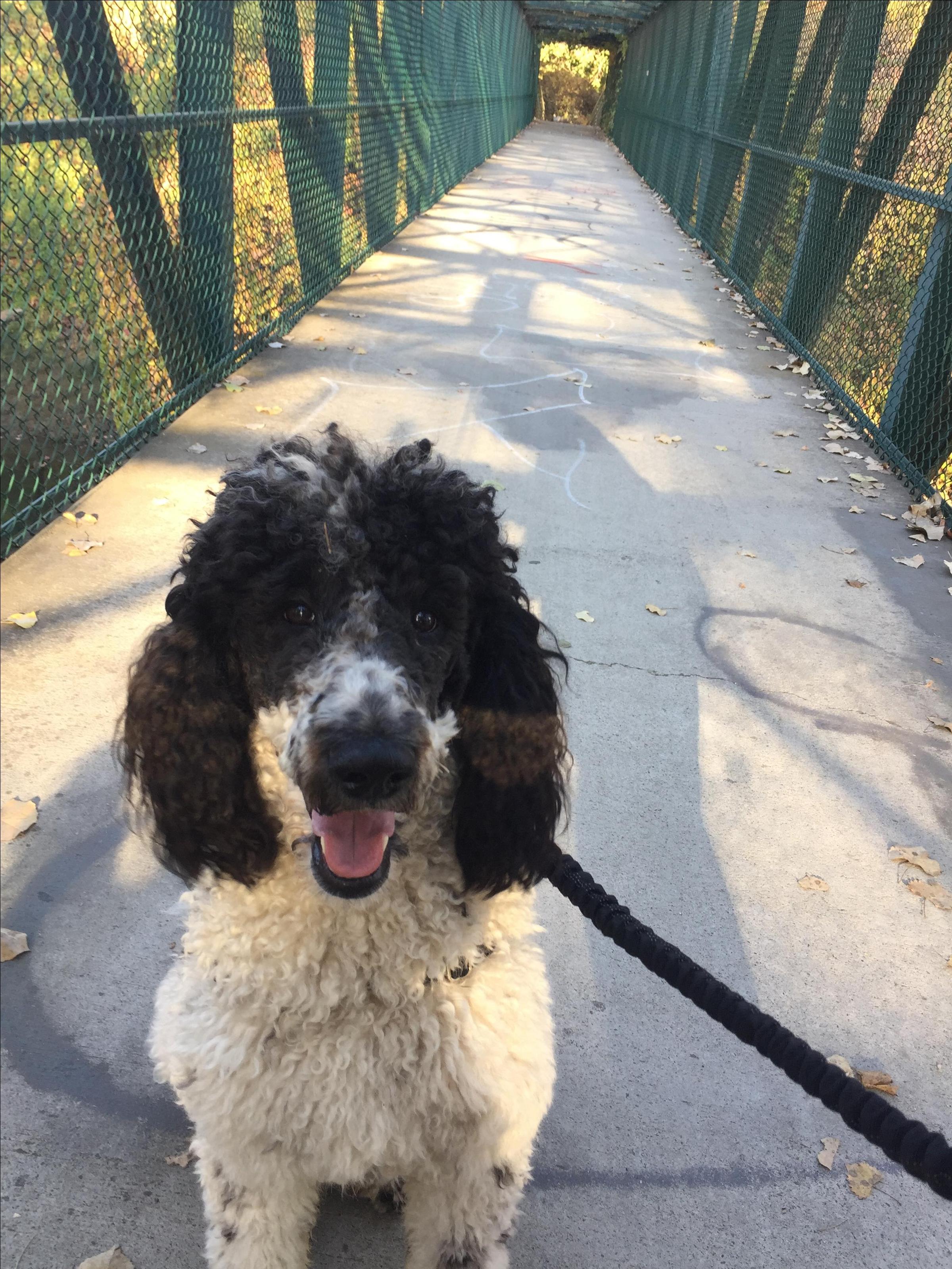 Pet Friendly Stanislaus River Trail in Ripon