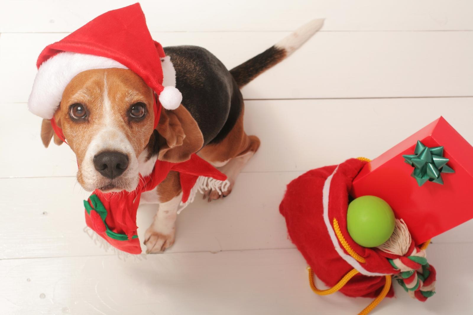 Gift Ideas for Your Dog's Christmas Stocking.