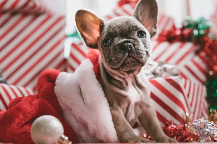 A Frenchie Sits Among Christmas Gifts for Dogs.
