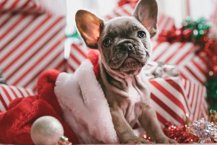 Holiday-Themed Gifts Pawfect For Fido and Fifi