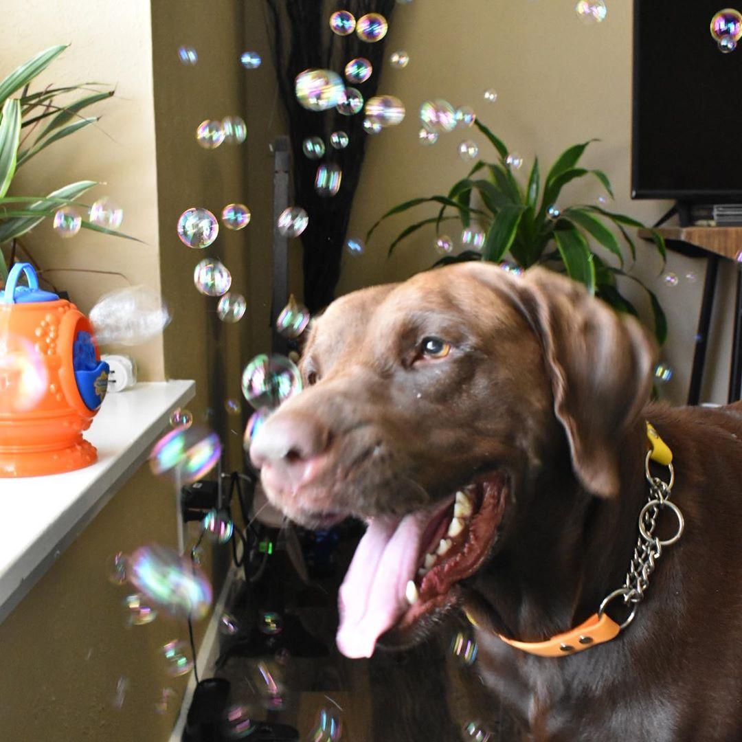 Bubbletastic Dog Bubbles - Scented Bubbles for Dogs