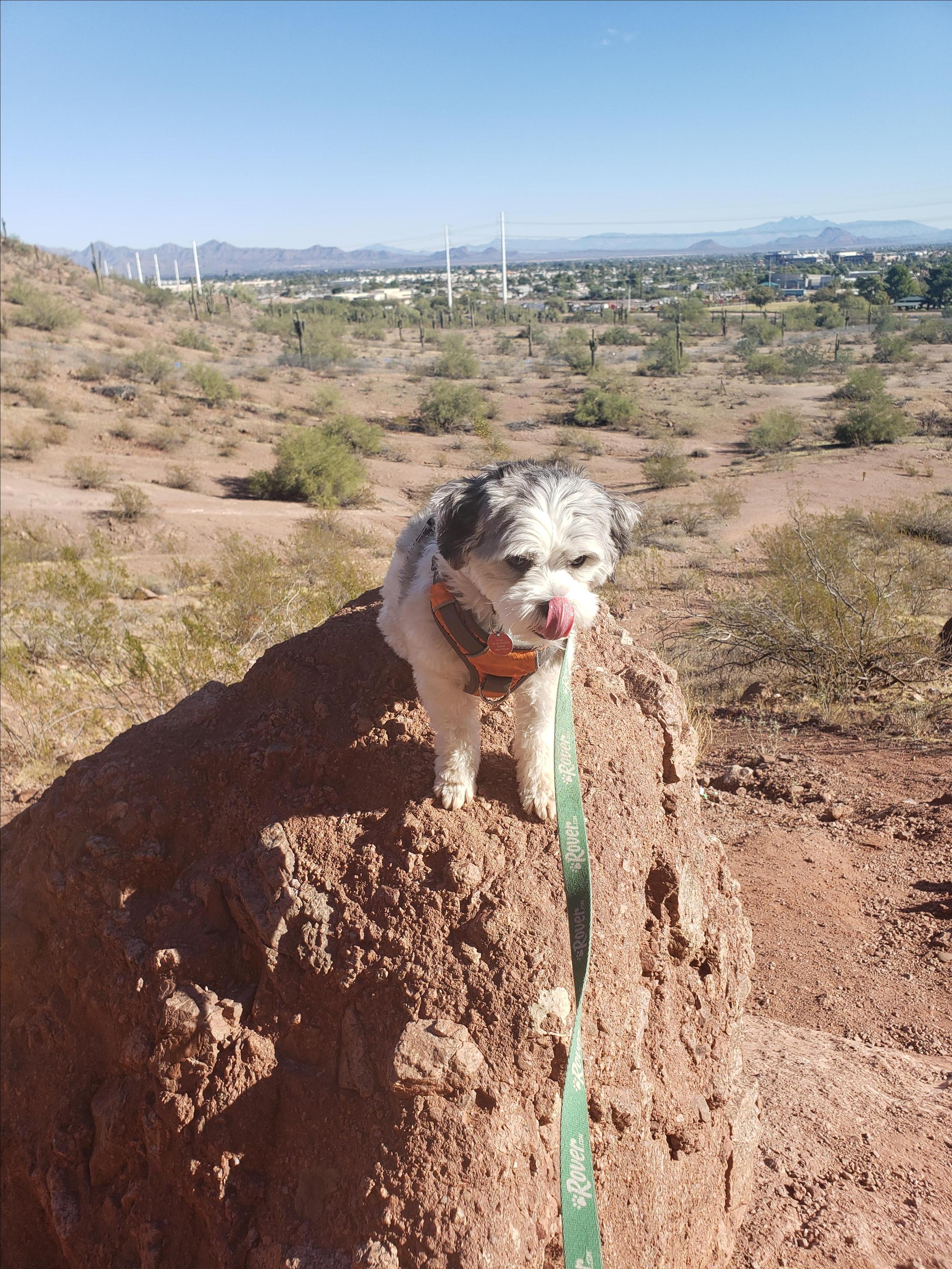 Papago Park Off-Leash Dog Park