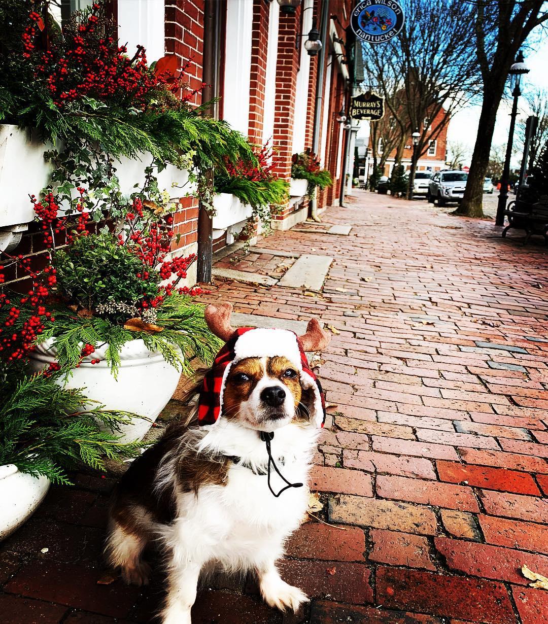 8 Small Towns to Visit for a Dog-Friendly Christmas