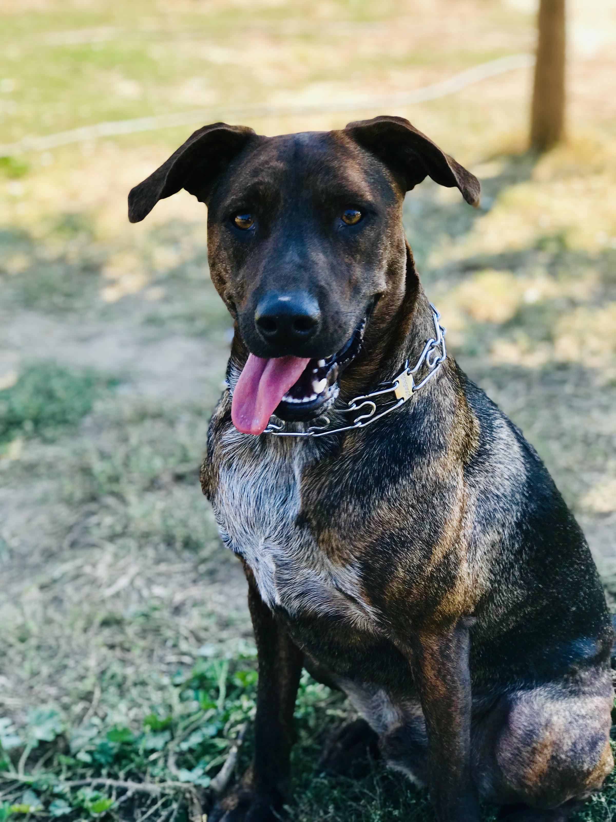 Repo At The Puppy Park
