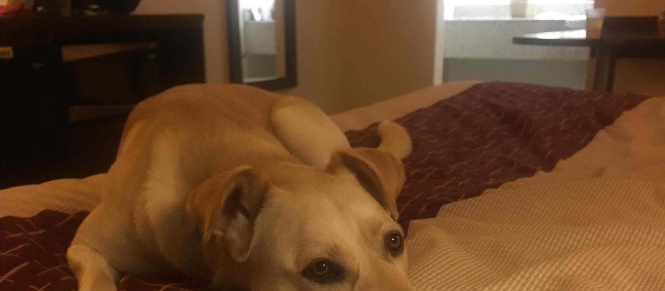 Dog Friendly Walterboro, SC