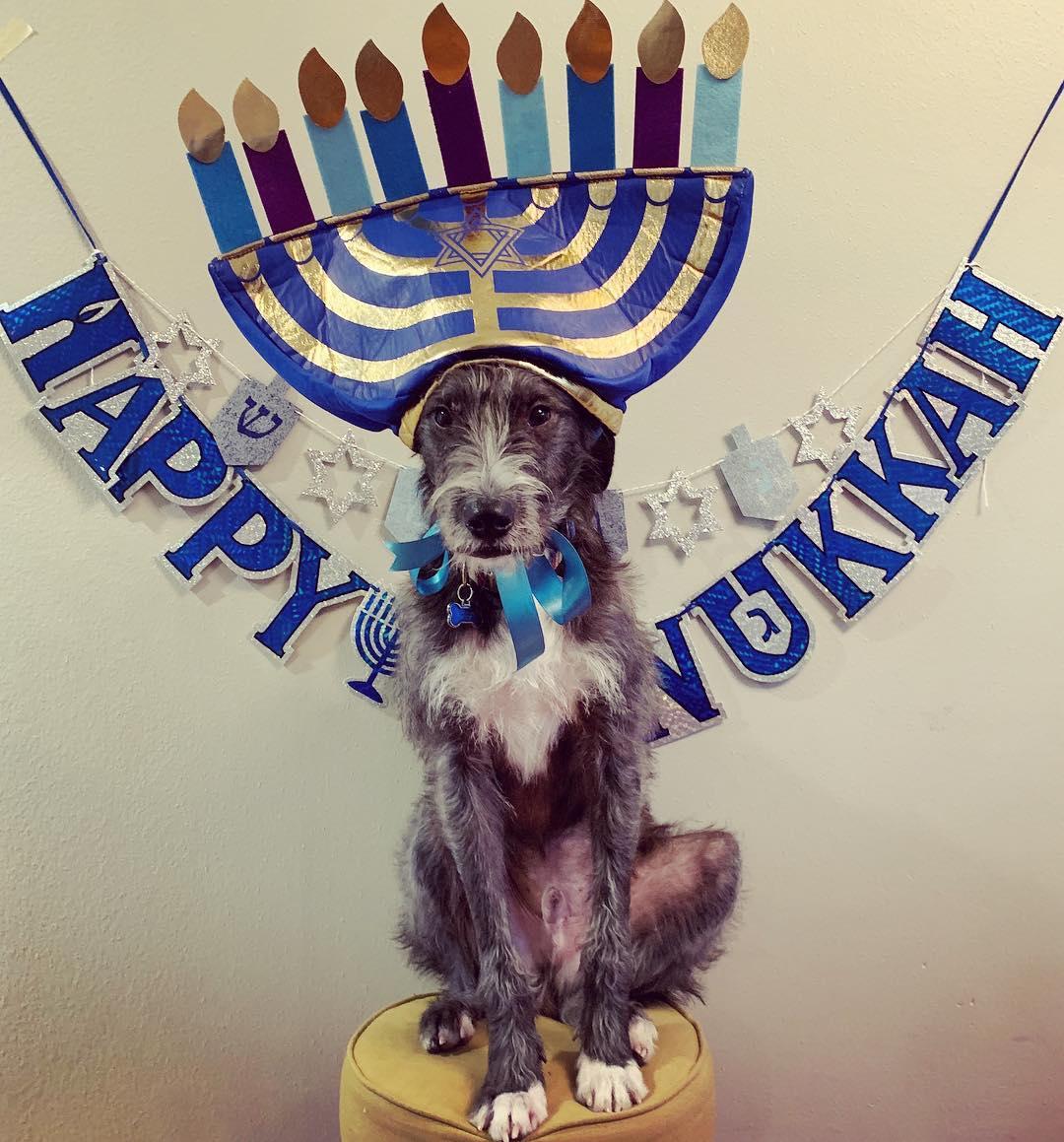 Dog Friendly Hanukkah Bringfido
