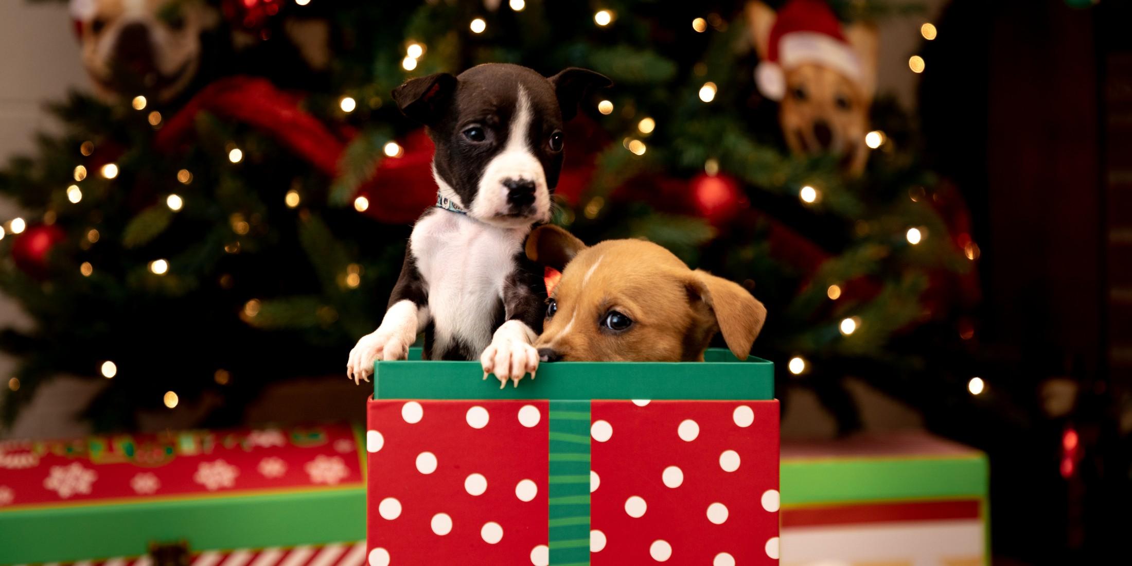 Last-Minute Gifts for Dog People