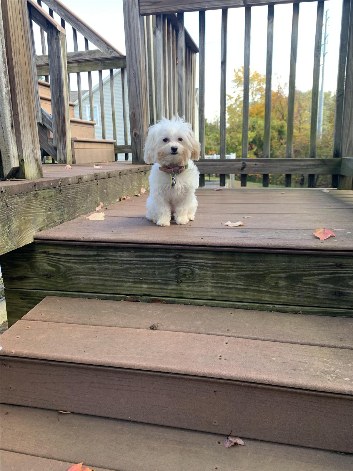 Dog Friendly Chicopee, MA BringFido