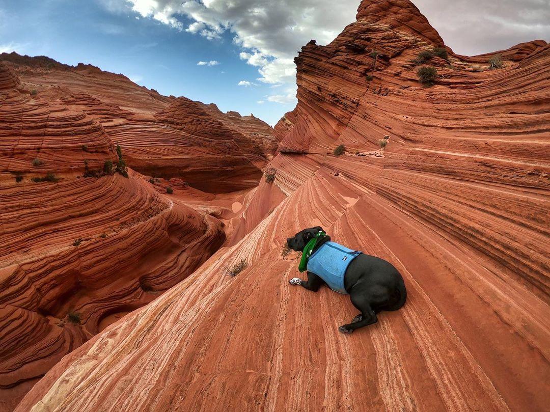10 Unforgettable Experiences to Put on Your Dog’s Bucket List