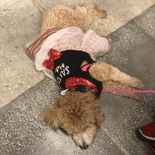 Chipotle Mexican Grill restaurant view 1