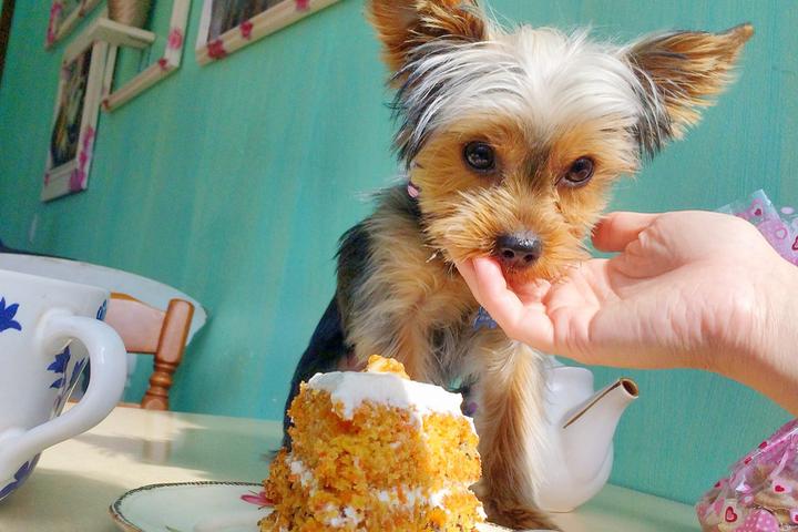 A Terrier Eats Cake at a Dog Cafe During a Pet-Friendly Airbnb Experience in Montreal.