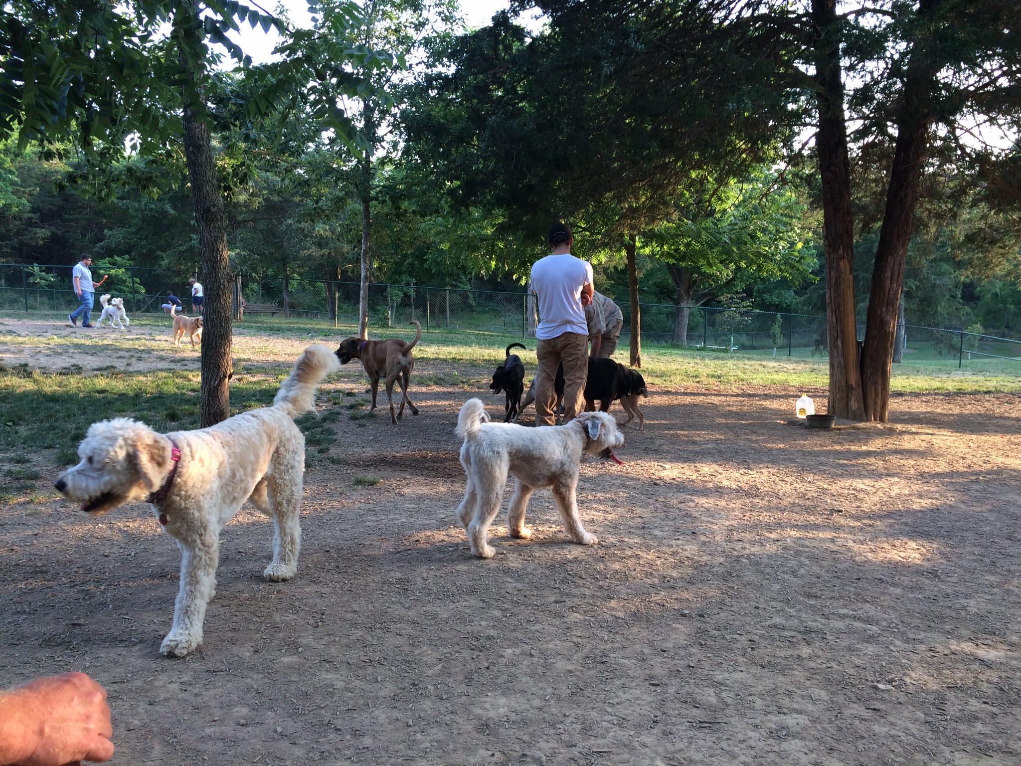 Buddy at Smithland Dog Park ⋆ BringFido