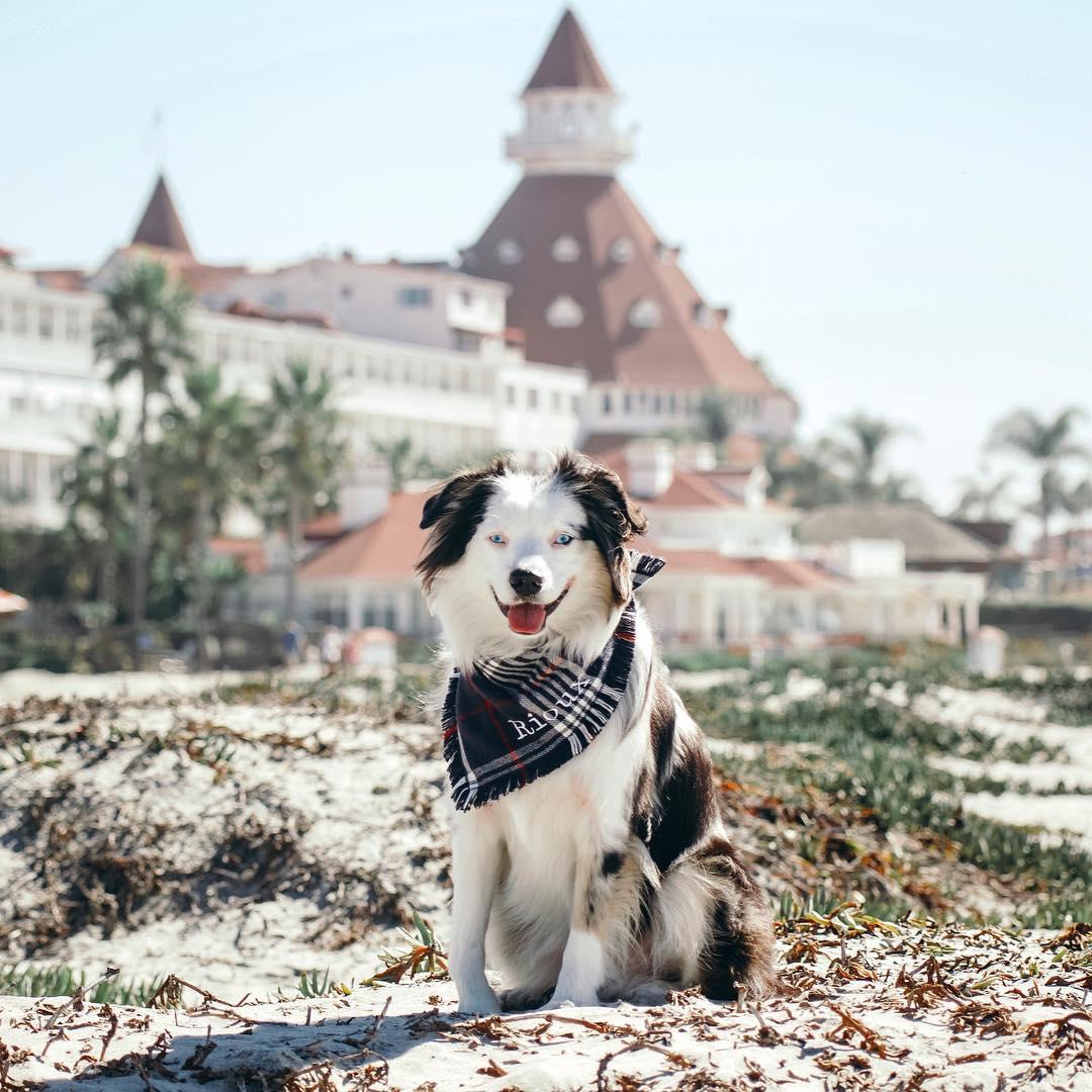 New year breaks 2018 dog fashion friendly