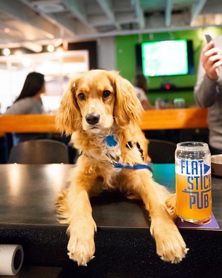 A Dog Sits at the Bar of the Pet-Friendly Flatstick Pub.