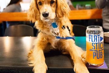 The Flatstick Pub Is a Dog-Friendly Bar in Kirkland. A Dog Sits at the Bar of the Pet-Friendly Flatstick Pub.
