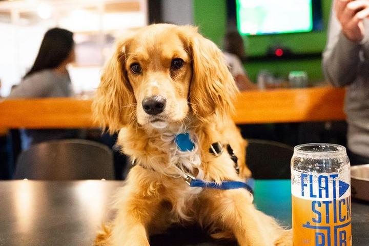 A Dog Sits at the Bar of the Pet-Friendly Flatstick Pub.