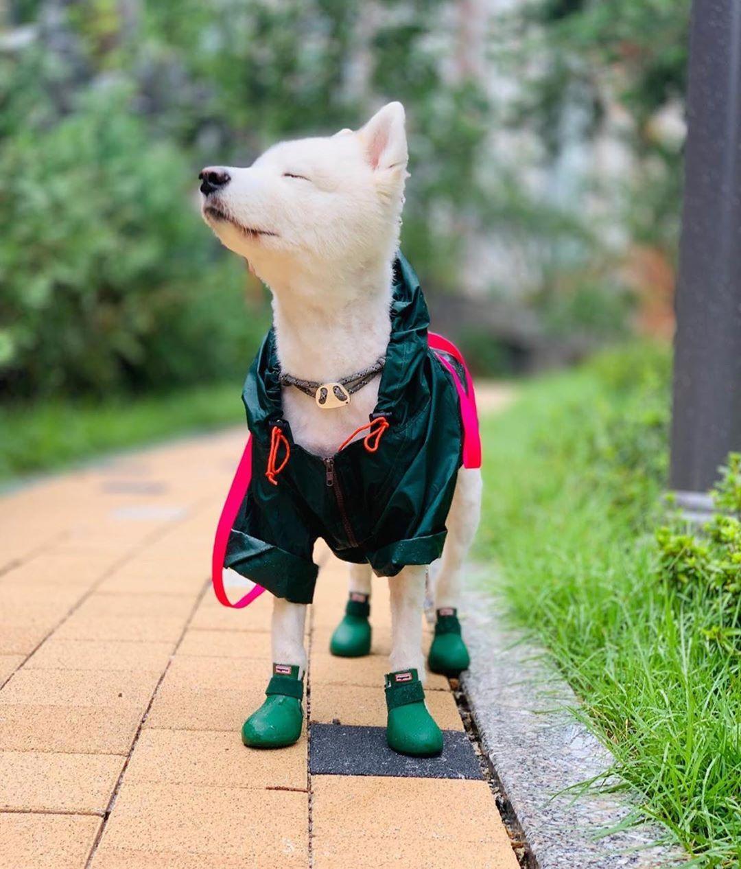 white dog boots