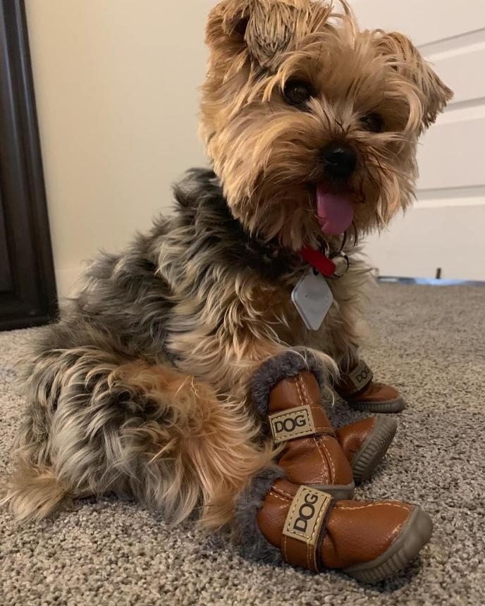 Cold Weather Canines The Best Boots Jackets And Dog Coats For