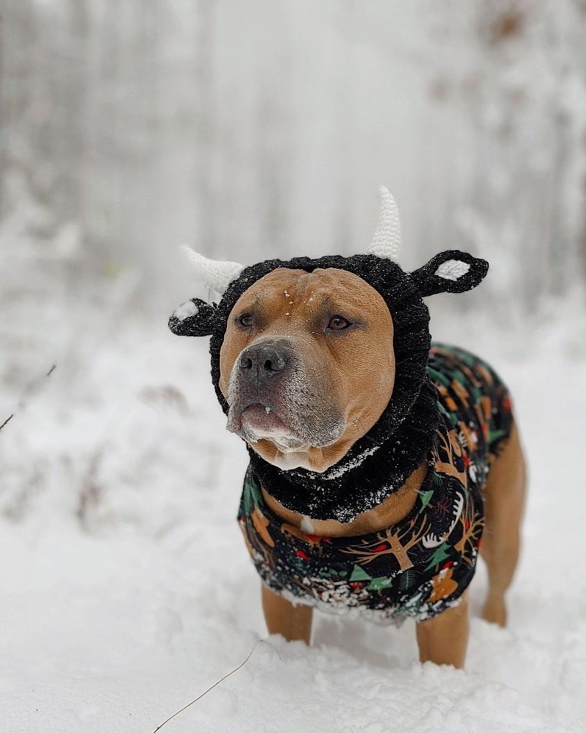 Cold-Weather Canines: The Best Boots, Jackets and Dog Coats for Winter