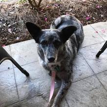 Abita Brew Pub restaurant view 3