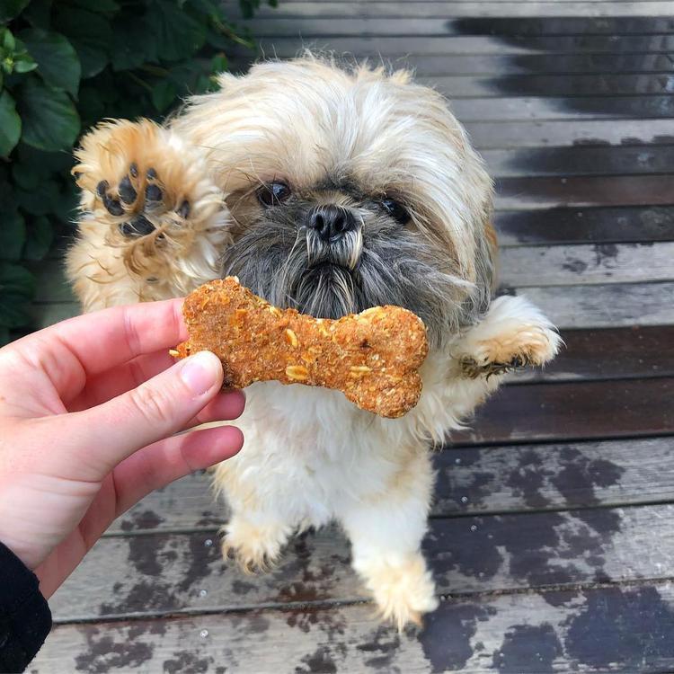 weekend getaway with dog