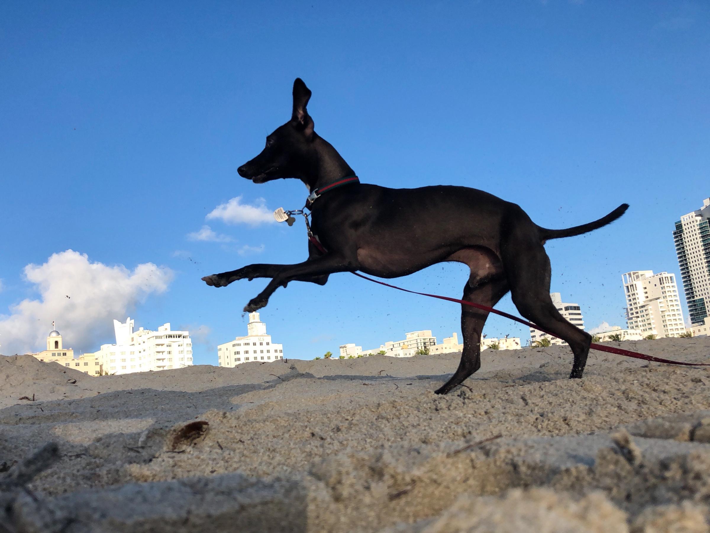 A Weekend in Dog-Friendly Miami