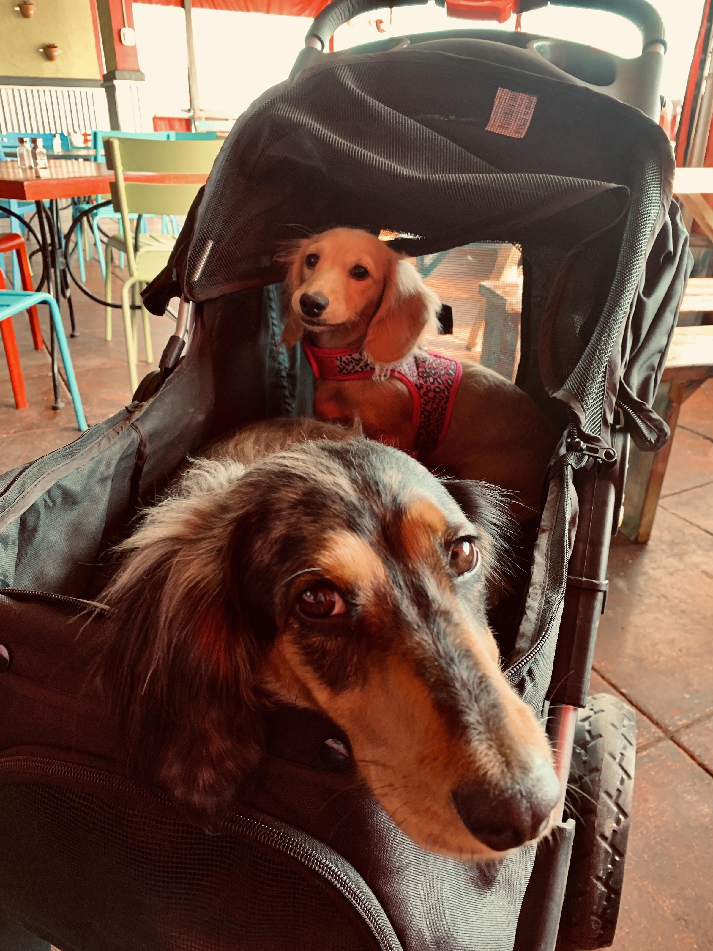 Bucky Amp Bamby Texas Star Dachshunds Were Here