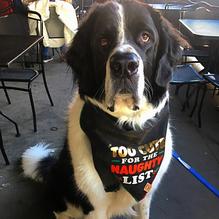 Andolini's restaurant view 1