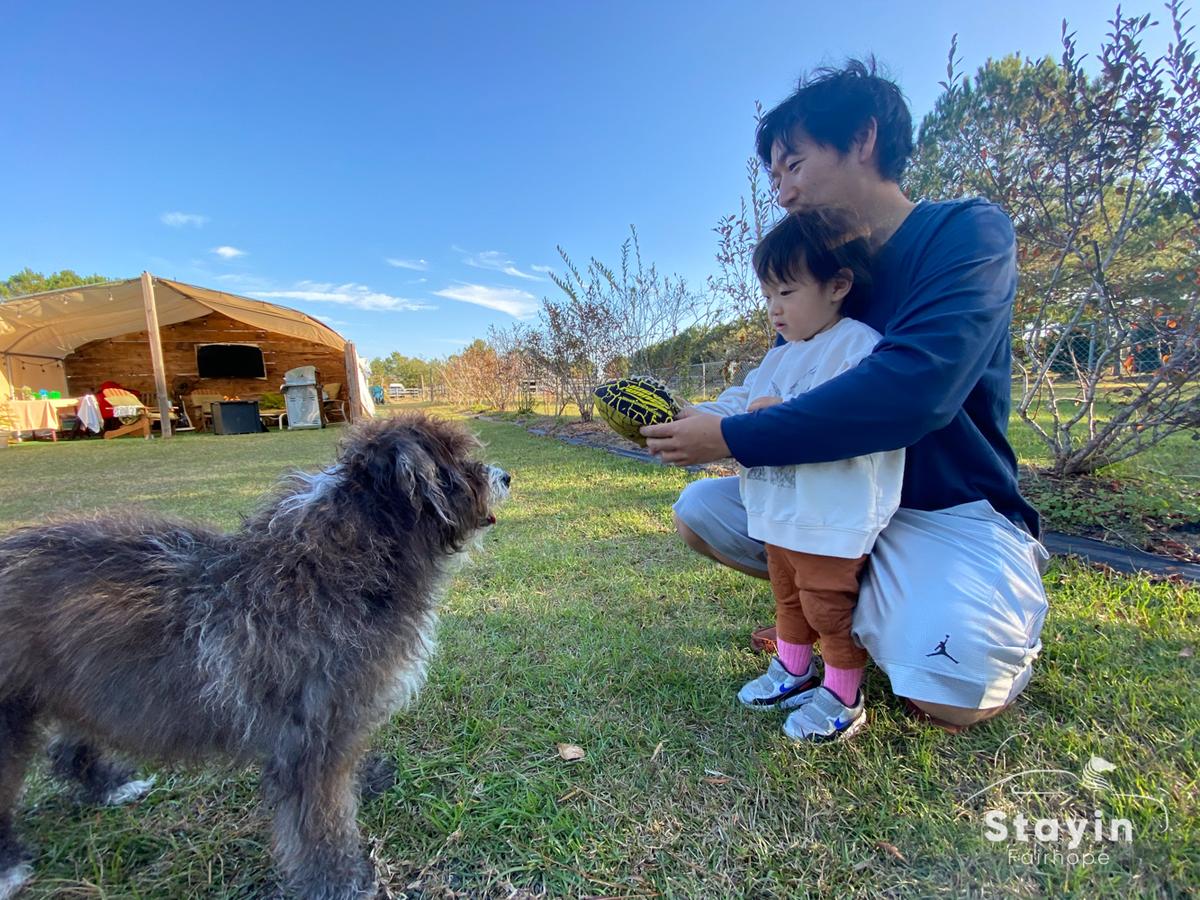 Our Guests love to interact with our Dogs