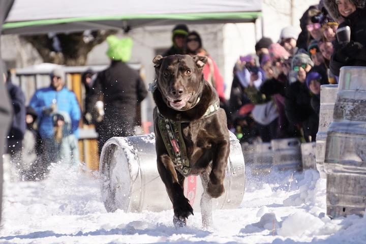 These four canine keg pull races are worth checking out.