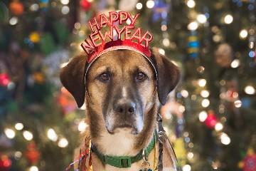 Dog fashion friendly new year el breaks