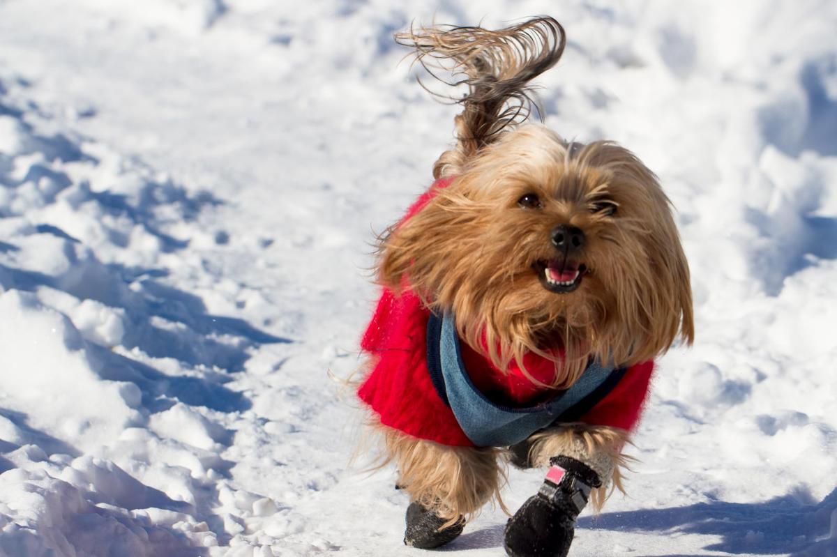 People, Pets, Pipes - Staying safe in extreme cold weather - The City of  Asheville