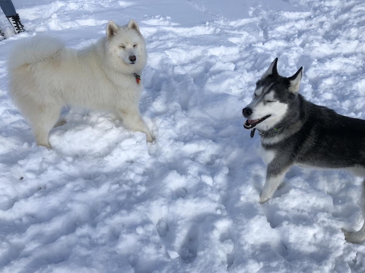 A Snowy Day