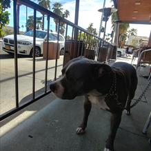 Bill's Pizza restaurant view 2