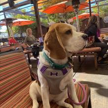 OHSO Brewery Paradise Valley restaurant view 8