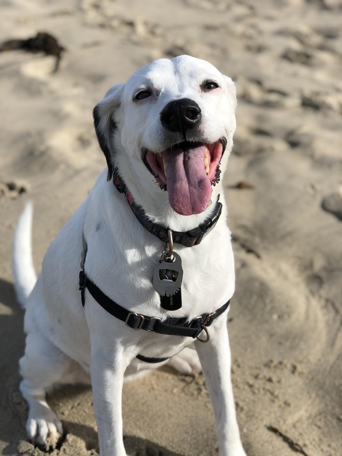 Nala Loves The Beach