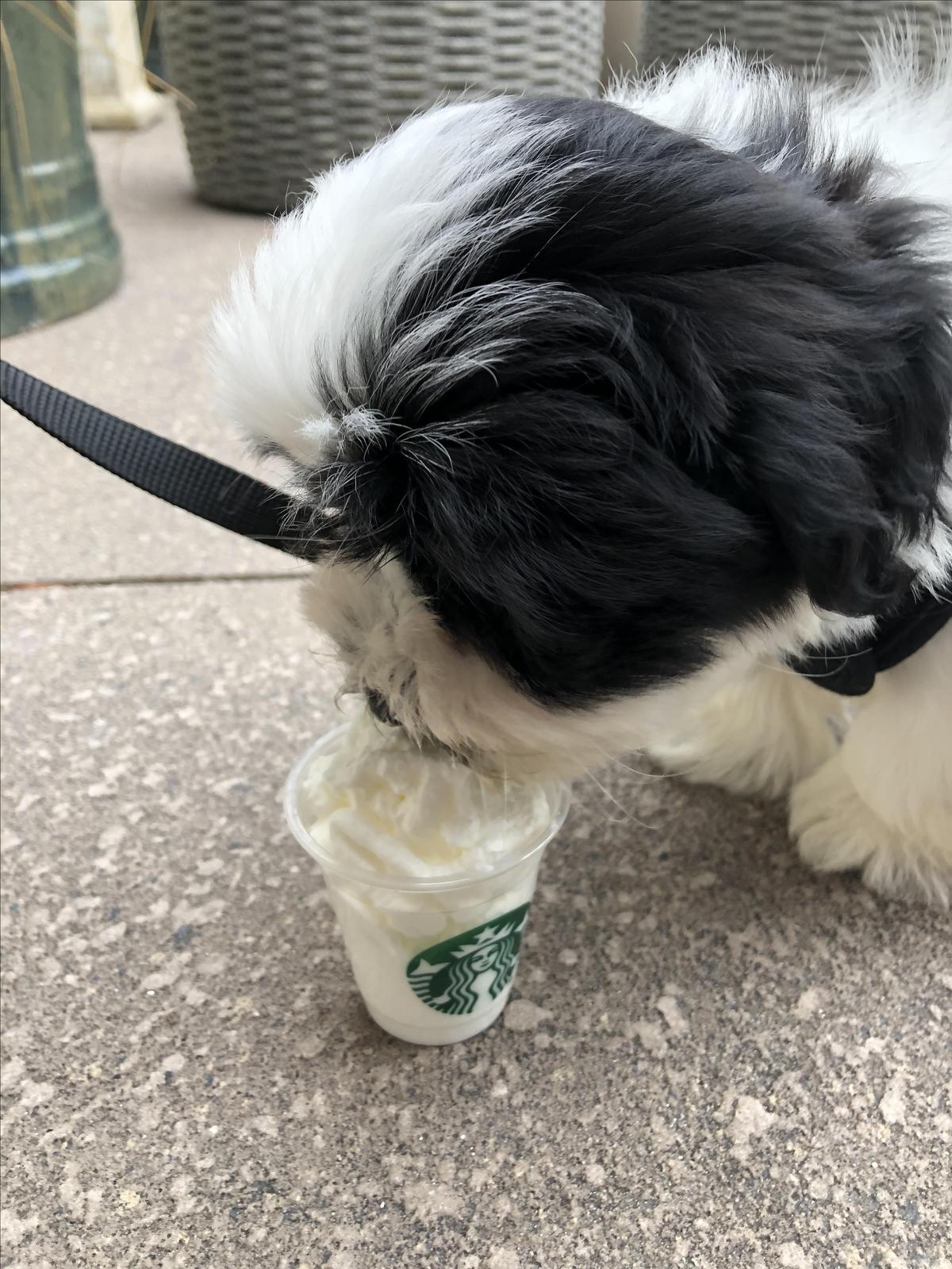 Starbucks restaurant view 1