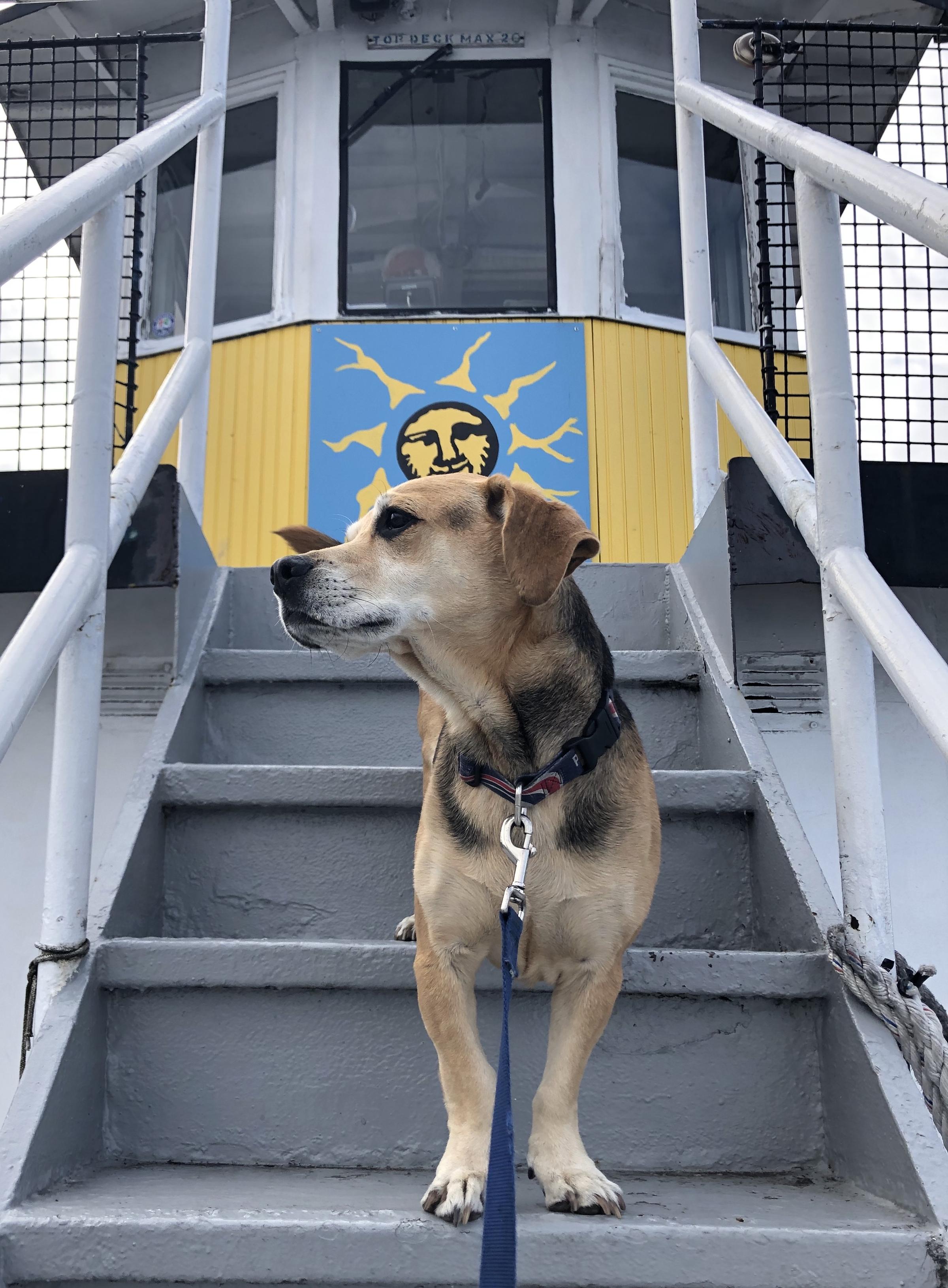 Pet Friendly Seattle Water Tours Ice Cream Cruise