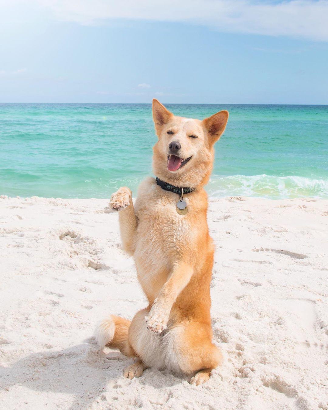 You Can’t Spell Florida Without “Fido:” A Dog-Friendly Guide to the Sunshine State