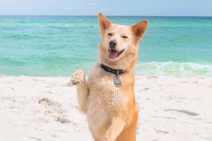 Let your dog play on one of Florida's pristine pet-friendly beaches.