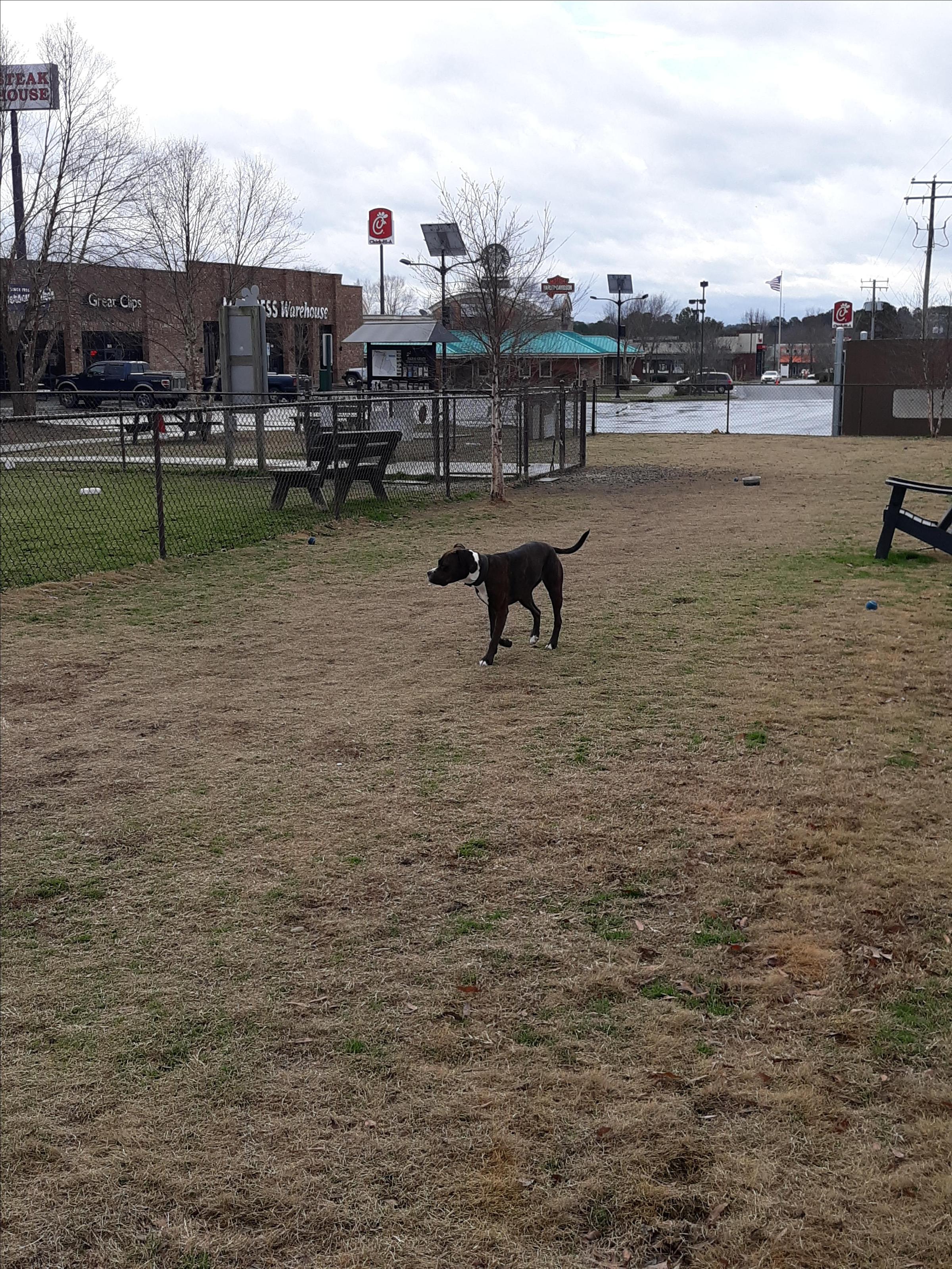 Stella Playing