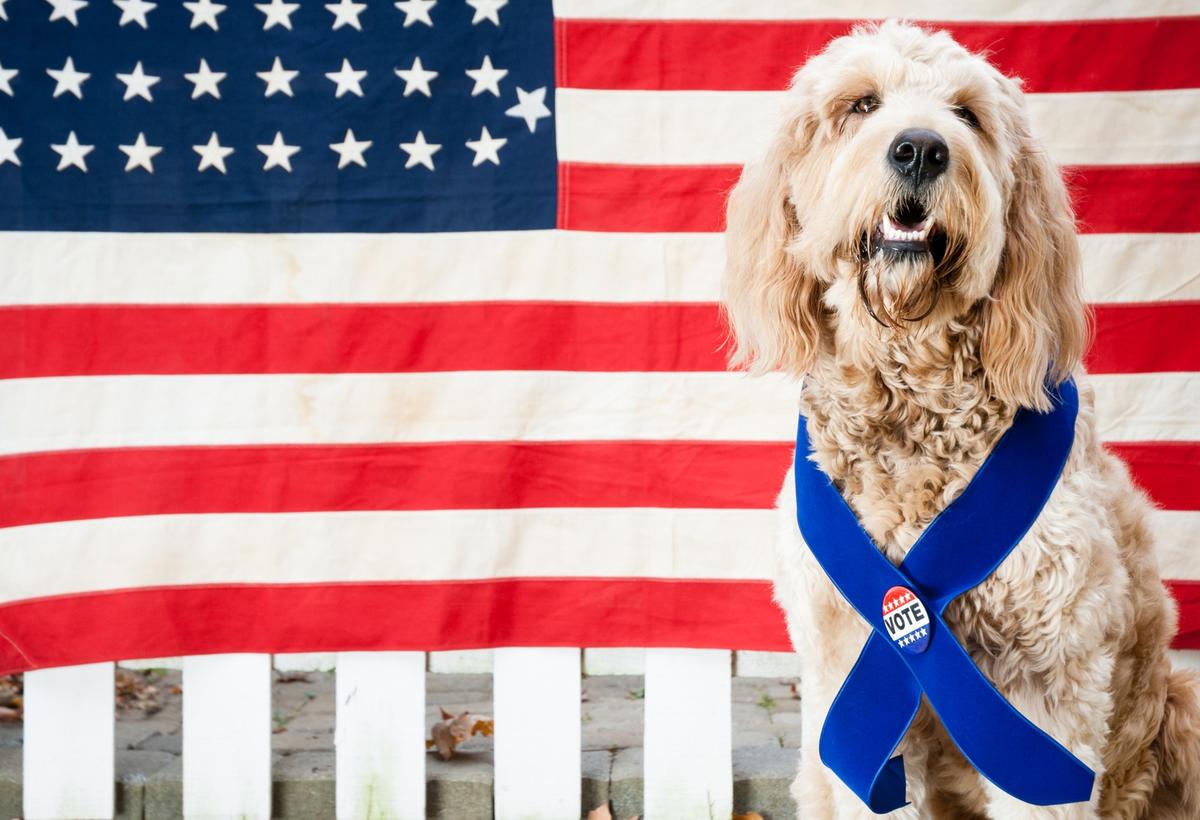 Blue Dogs Meet The 2020 Democratic Canine Didates BringFido   GettyImages 175178428 