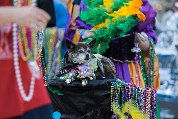 A Dog Sits on a Mardi Gras Float Strung With Mardi Gras Beads.