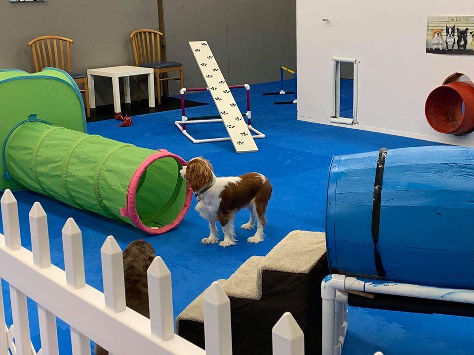 Indoor Dog Parks to Take the Winter Chill Off