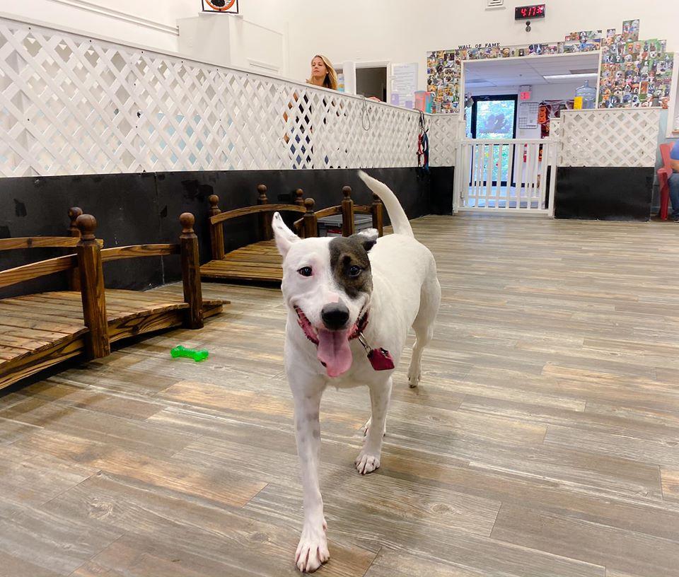 Indoor playground for store dogs