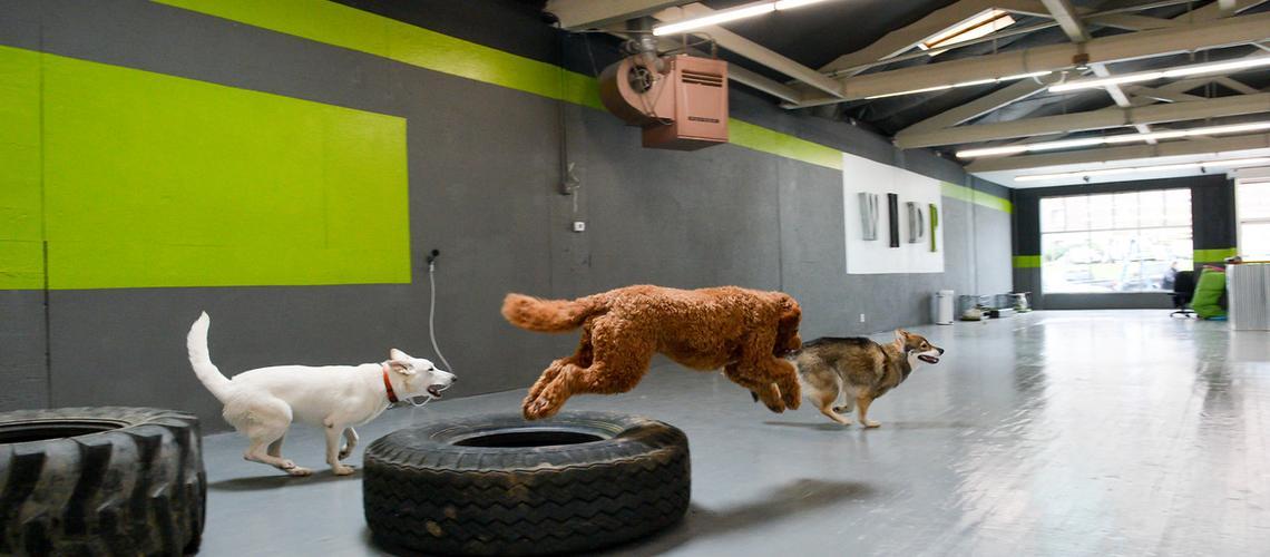 Indoor Dog Parks to Take the Winter Chill Off - BringFido